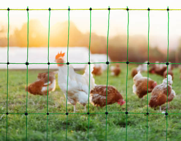 Netze für Geflügel